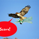 Illustration for article titled Hawks Agree: WowWees Dragonfly Tastes Delicious